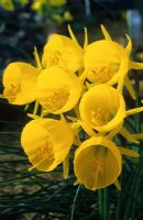 Narcissus bulbocodium tenuifolium