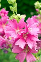 Lavatera - Closeup of bright pink flowers 