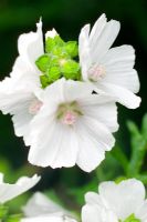 Malva moschata 'Alba' - Closeup of white Musk Mallow flowers