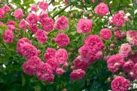 Rosa 'Minnehaha' - Closeup of pink flowers