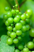 Vitis 'Siegerrebbe' - Grapes