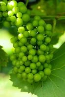 Vitis 'Seyval Blanc' - Grapes