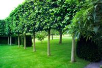 Pleached Tilia - Lime trees at Little Malvern Court in Worcestershire