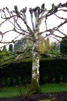 Tilia - Pleached Lime at Plas Brondanw in North Wales