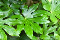 Fatsia japonica foliage