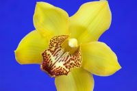 Cymbidium 'Valley Goddess Rajah' - Orchid 