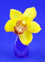 Cymbidium 'Valley Goddess Rajah' - Orchid