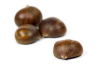 Castanea sativa - Sweet Chestnut