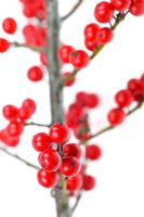 Ilex vertillata - Winterberry Holly