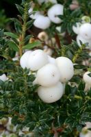 Pernettya mucronata with white berries