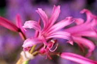 Nerine bowdenii - close-up of flowers