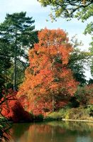 Nyssa sylvatica AGM  - Clivedon garden Buckinghamshire
