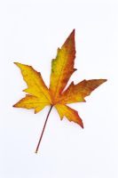 Liquidambar styraciflua 'Worplesden' AGM - Leaf Cut out