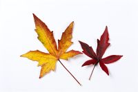 Liquidambar styraciflua 'Worplesden' AGM - Autumn leaves cut out