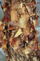 Betula nigra with peeling bark