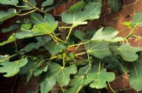 Ficus 'Brown Turkey' - Figs