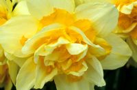 Narcissus 'Texas' - Daffodils
