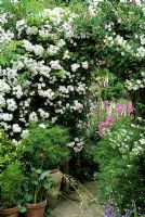 Rosa 'Pauls Himalayan Musk' growing over arch in cottage garden
