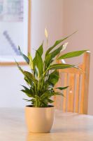 Spathiphyllum chopin - Houseplant in pot