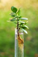 Jade tree cutting in water showing new roots - Crassula argenta