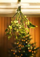 Mistletoe sprig with Christmas tree in background