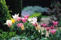Tulips in border at Old Place Farm in Kent. Tulipa 'Marilyn', 'China Pink' and 'Elegant Lady'