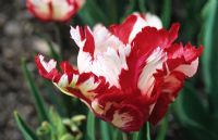 Tulipa 'Estella Rynveld'