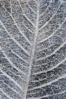 Frosted leaf of Magnolia