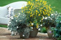 Containers with Cytisus nigricans and  Convolvulus cneorum