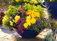 Spring container with Primula, Viola, Arabis, Erysimum 'Winter Joy' & 'Zwerg', Muscari and Euphorbia 'Thalia' 