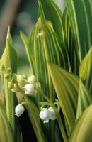 Convallaria majalis 'Albostriata' - Lily of the Valley