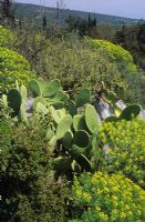New Epidavros Greece Native cactus and Euphorbias on hillside