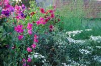 Informal summer border with Lathyrus - Sweet Pea and Ammi majus - Bishop's Flower at Gowan Cottage in Suffolk  