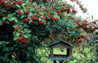 Bird table underneath a Cotoneaster with berries in autumn at Gowan Cottage in Suffolk