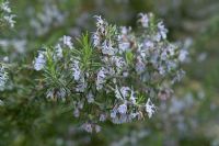 Rosmarinus officinalis 'Corsican Blue' - Rosemary