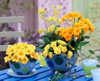 Spring floral display with Primula acaulis 'Butter Yellow', 'Crescendo' and 'Cabrillo' in spotted bowls on table