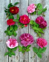 Selection of scented roses Rosa 'Tuscany', Centifolia 'Chapeau d'Napoleon', 'Charles de Mills', 'Conditorium', 'Cardinal de Richelieu', 'Prèsident de Sèze','Tour de Malakoff' , 'Mme.Isaac Pereire' 