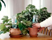 Watering houseplants while away on holiday by placing a filled water bottle upside down in the pot              