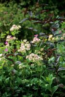 Summer combination with Astrantia at East Lambrook Manor in East Petherton, Somerset 