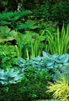 Green summer border with Hosta, Iris and Rodgersia at Eastgrove Cottage Garden in Worcestershire