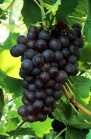 Vitis 'Black Hamburgh' - Grapes