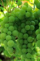 Vitis 'Muscat of Alexandria' - Grapes