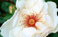 Rosa 'Jacqueline du Pre' - closeup of white flower in summer