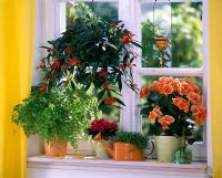 Houseplants in window sill, Aeschynanthus,  Begonia elatior, Adianthum, Soleirolia and Saintpaulia 