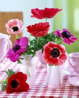 Floral arrangement with Anemone coronaria in glass vases on tartan tablecloth