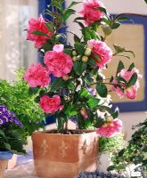 Camellia japonica 'Debbie' in terracotta pot indoors as houseplant