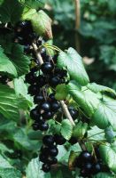 Ribes nigrum - Blackcurrant 'Baldwin'