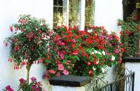 Summer flowering colourful window box in shade with Impatiens - Busy Lizzies Standard Fuchsias beside it.