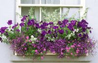 Summer flowering purple theme window box with Petunias, Lobelia, Helichrysum and Verbena
