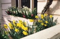 Spring bulbs in window box, Hyacinthus and Narcissus